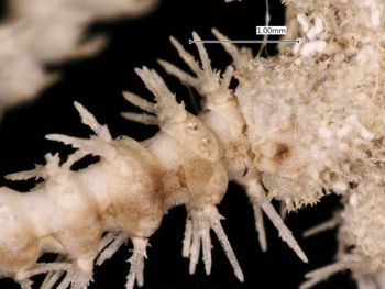 Media type: image; Invertebrate Zoology OPH-2012